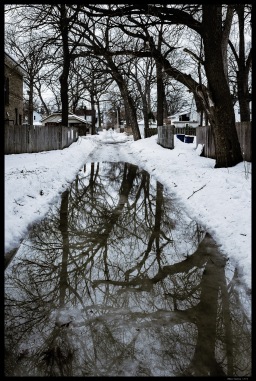 Trees mirrored in a back alley puddle